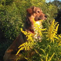 Benji