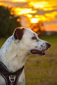 Laika