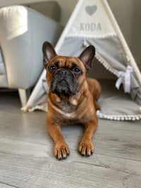 Koda