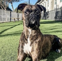 Cassius