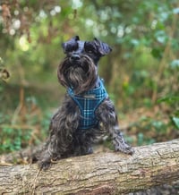 Bella