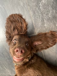 Jasper