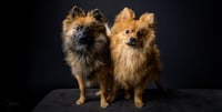 Pom & Pooh