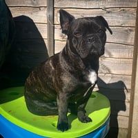 Hugo