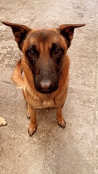 Koda