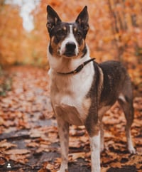 Daisy