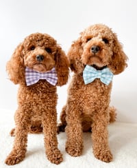 Teddy and Poppy
