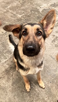 Stella