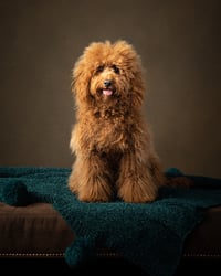 Bailey