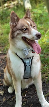 Loki