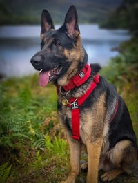 Rolo