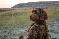 Ripley