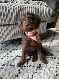 Pedro