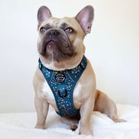 Frankie