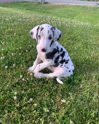Archibald