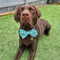 Otis