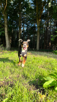 Kees