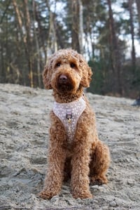 Bobbi