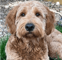 Milo