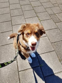 Luca