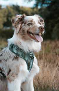 Oakley