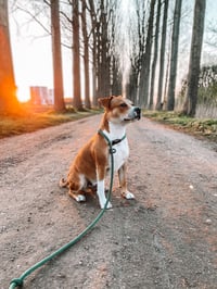 Joop