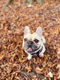 Frankie