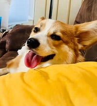 Tommy Twinkle