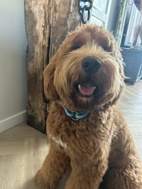 Enzo