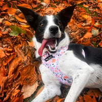 Millie