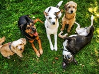 More Dogs