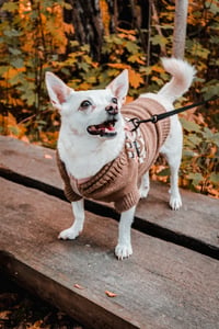 Tiku