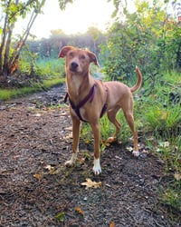 Nova