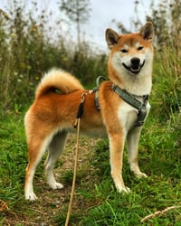 Miki