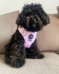 Bella