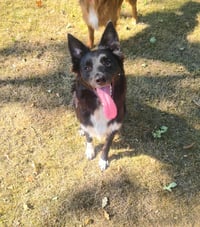 Lulu