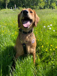 Lili