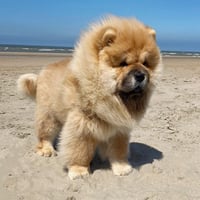 Kiba