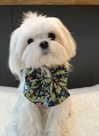 Georgie