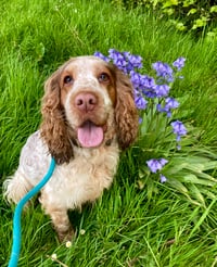 Daisy