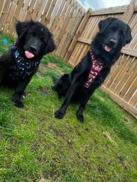 Millie and Simba