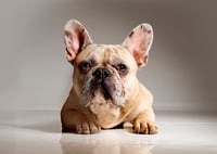 Rocco