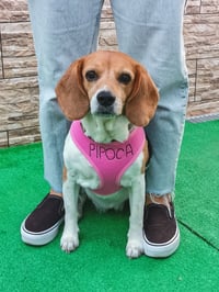 Pipoca