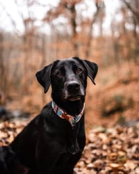 Riley
