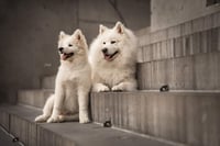 Nova & Auri