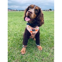 Rolo Whitewing