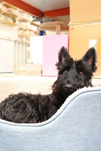 Maggie