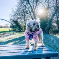 Mitzi