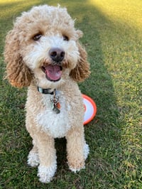 Archie