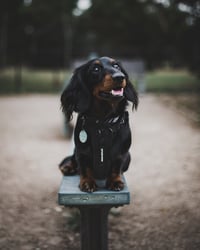 Remus